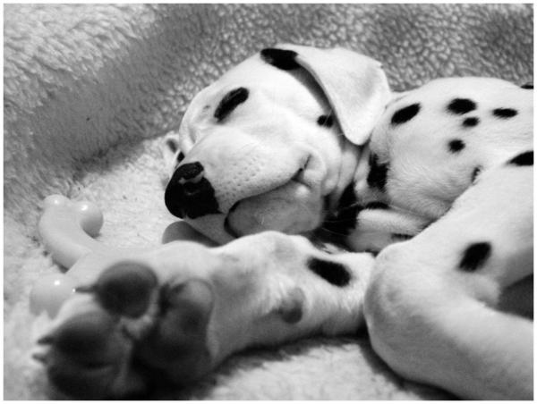 Tippy_by_la5all3.jpg
