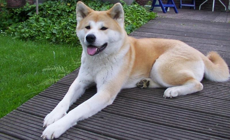 800px-akita_inu.jpg